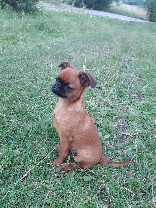 Підрощені хлопчик і дівчинка брабансон, грифон