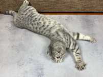 Котик ищет кошечку