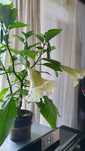 Datura Brugmansja biała
