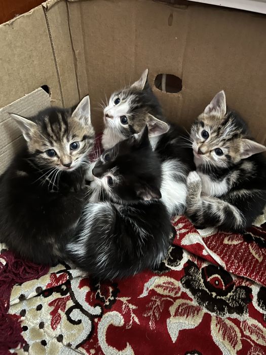 віддам котиків у добрі руки