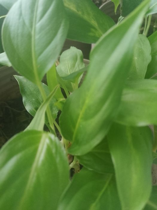 Продам  вазони..