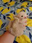 Króliczki mini lop