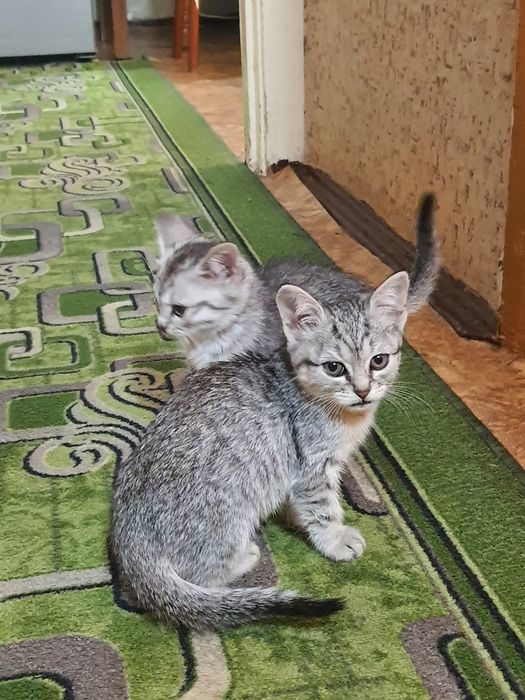Отдам котят бесплатно