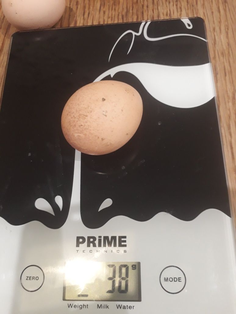 Продам інкубаційне  яйце цесарок