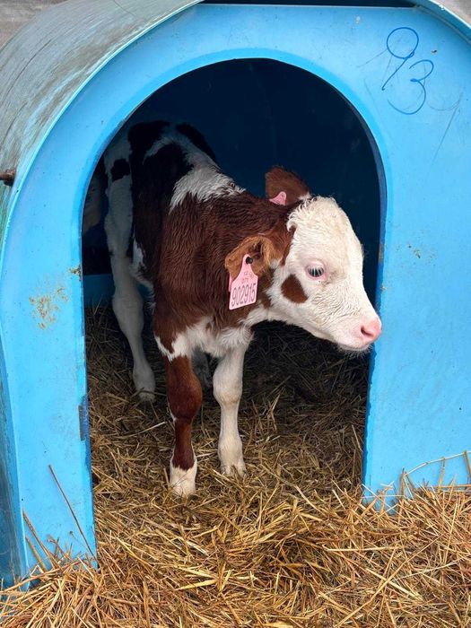 Cielęta byczki mieszance rezerwacja do 19.11