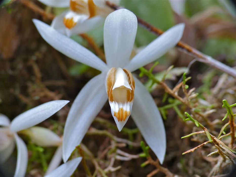 Orquídea Coelogyne pendente
