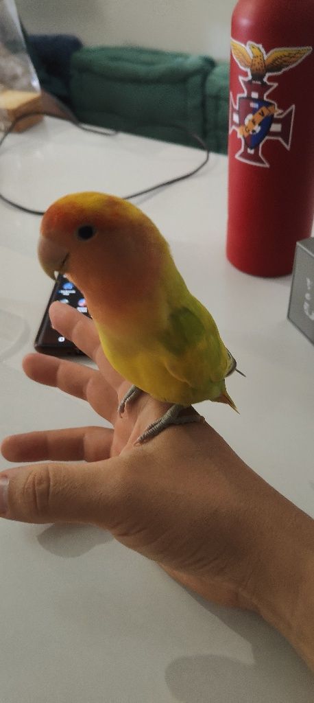 Vendo agapórnis domesticados