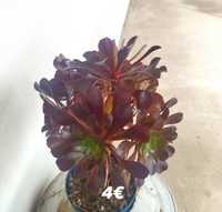 Aeonium púrpura, vários tamanhos