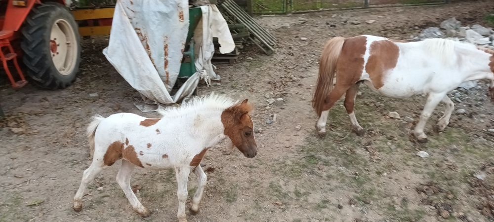 Kucyk kucyki klacz z źrebakiem