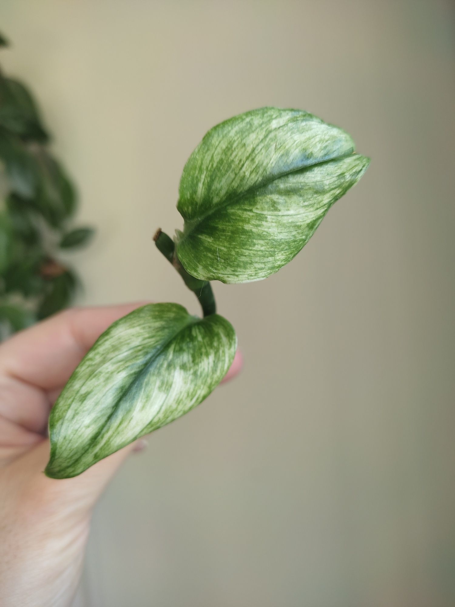 Scindapsus Moonlight Mint