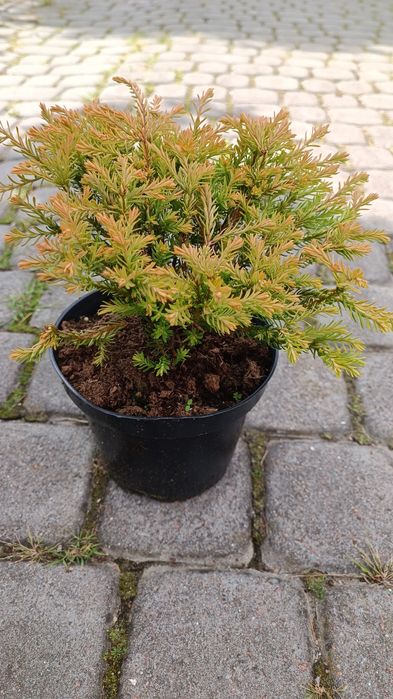 Саджанці туї різних видів