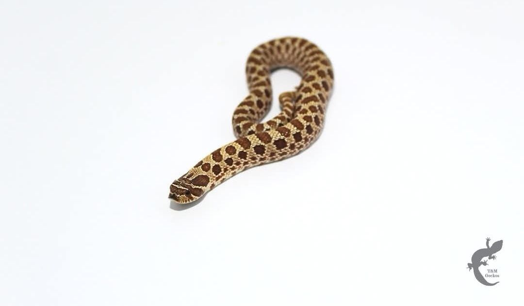 Heterodon zachodni