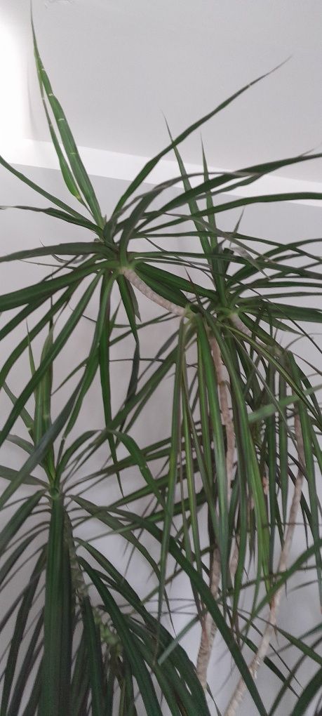 Kwiat Dracena bardzo piękna  160 cm