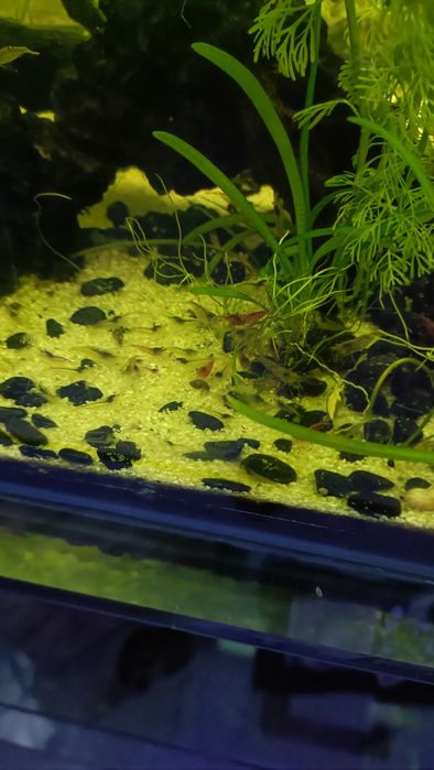 Camarões de aquário red chery