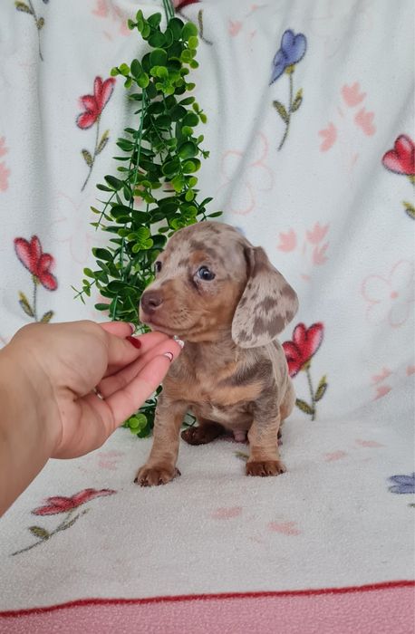 Teckel Arlequim Isabella mini mini kanichen de Qualidade