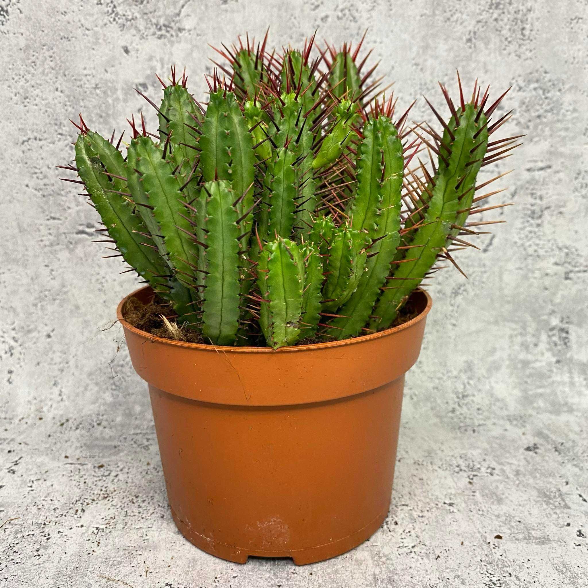 Euphorbia Enopla Wilczomlecz