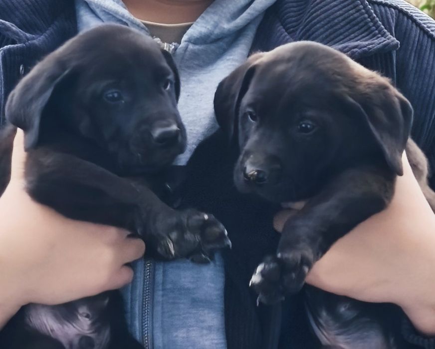 Szczeniaki szukają nowego domu