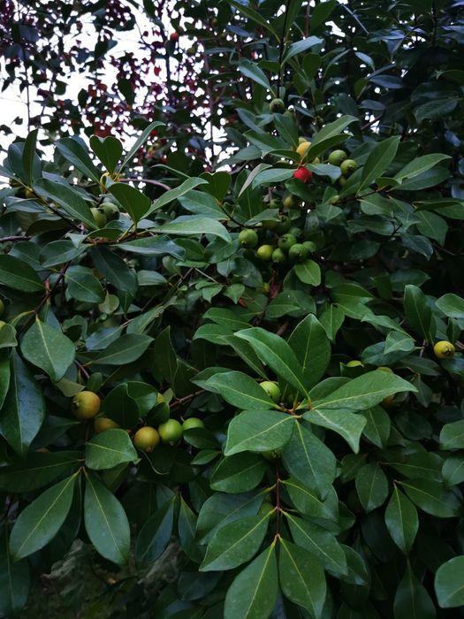 Araçá - planta muito produtiva