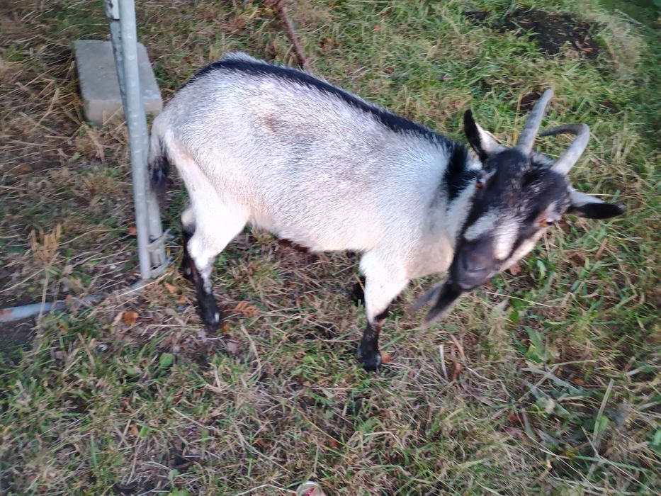 Sprzedam Koza dojna