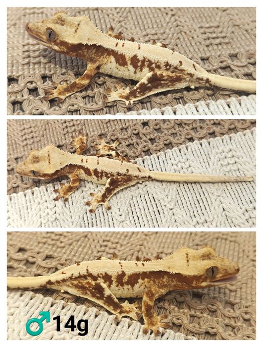 Gekon orzęsiony red/lilly white 20g samczyk WeedGeckos