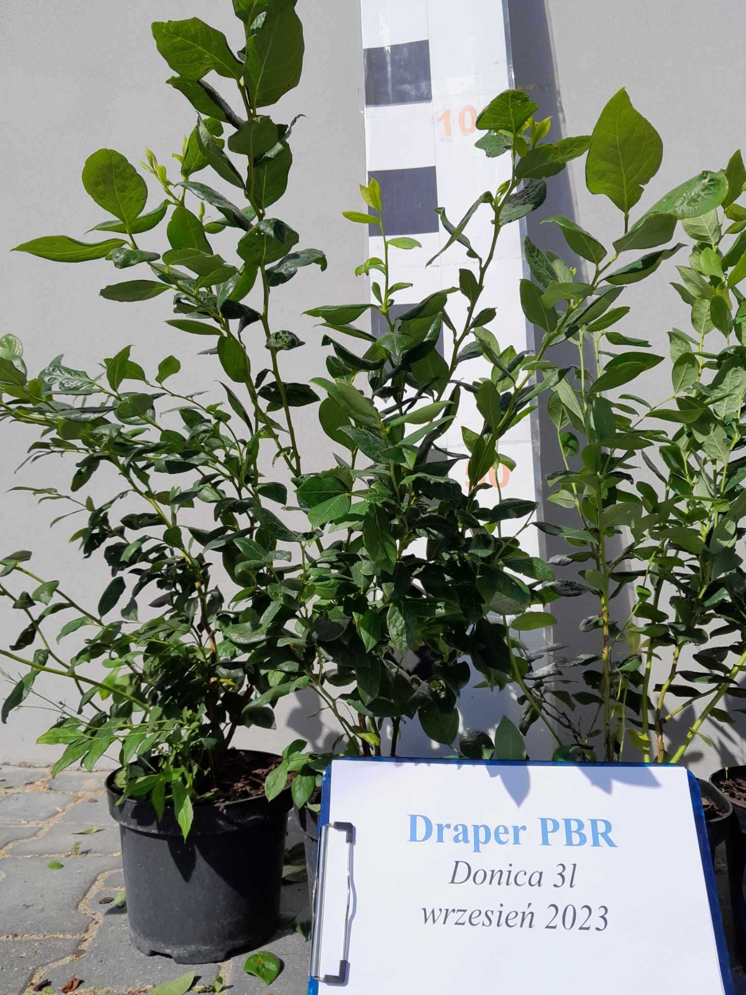 .20-Borówka amerykańska Draper PBR CAC 3 letnia donica 3 litry PREMIUM