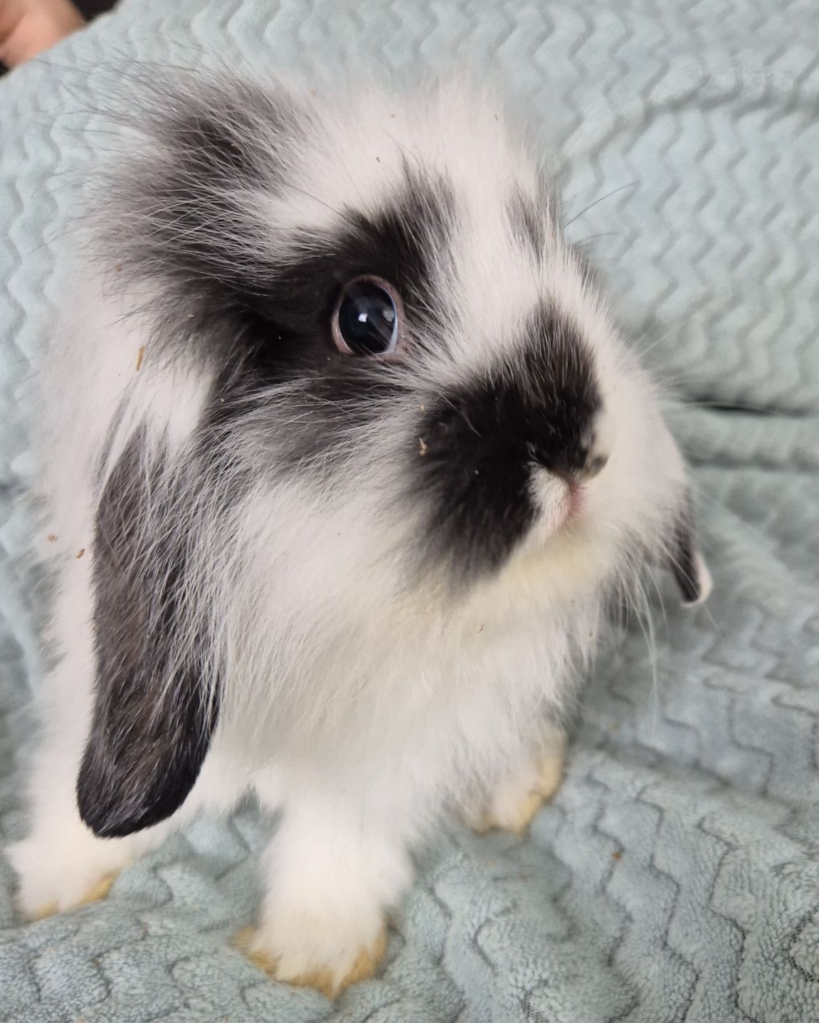 Królik miniaturka Mini Lop