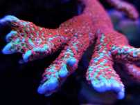 Montipora Digitata Bubblegum