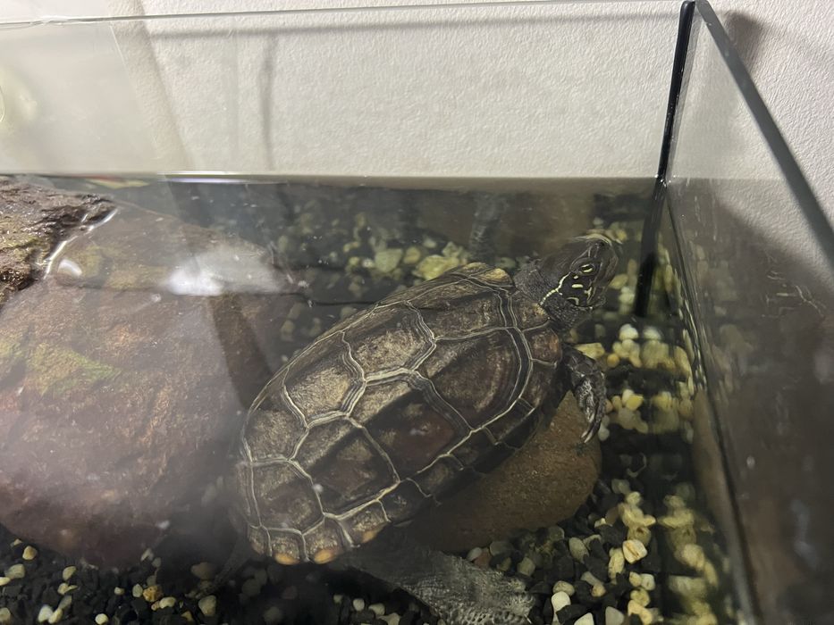 Żółw chiński, dlugość pancerza 12 cm, wiek: 3 lata