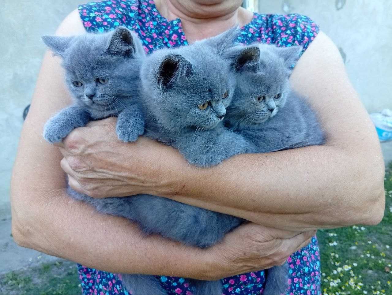 Кошенята шотландські