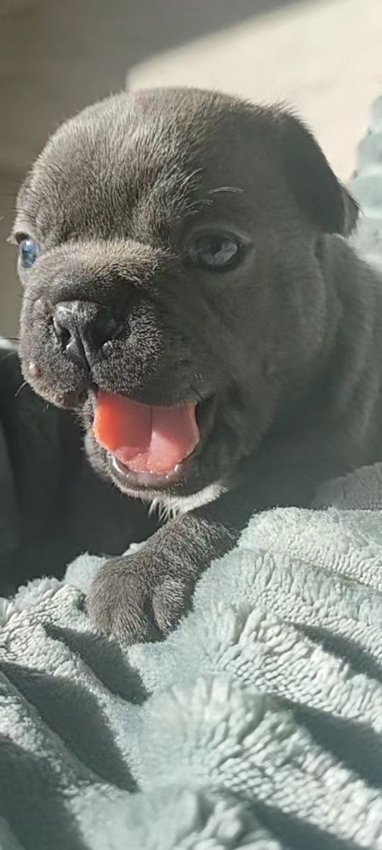 Buldog francuski niebieski