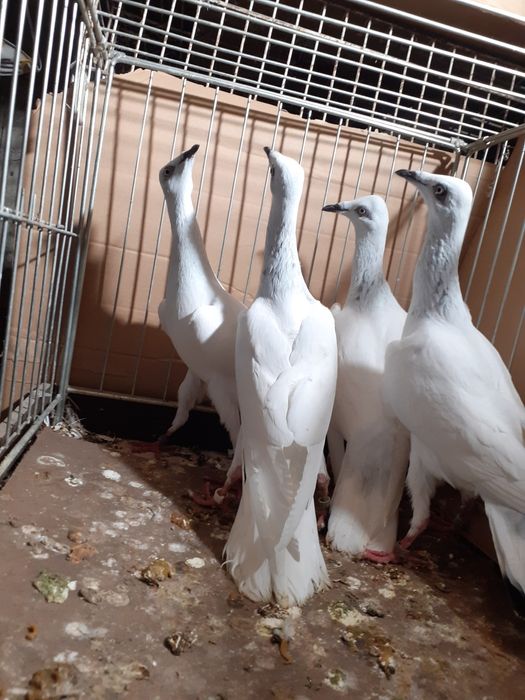 Srebrniaki wyloty samce/samice