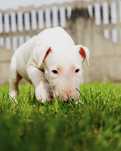 PIES Bulterier STANDARD biały szczeniak (Bullterrier)