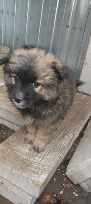 Oddam za darmo pieska