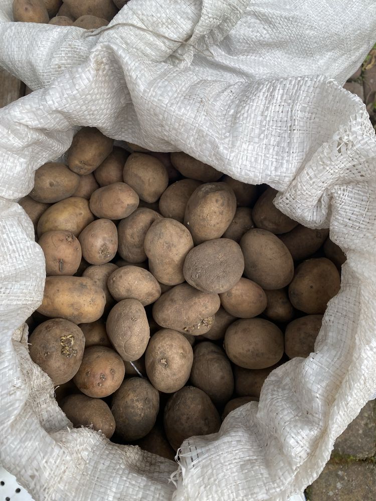 Продам картоплю смачна
