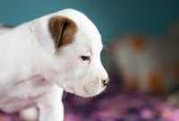 Suczka American Staffordshire Terrier ZKwP FCI