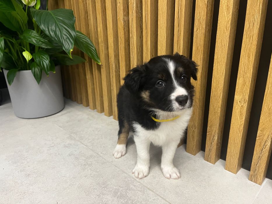 Border collie z rodowodem