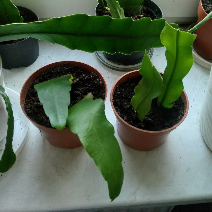 Epifilium, Epiphyllum oxypetalum. Królowa jednej nocy.