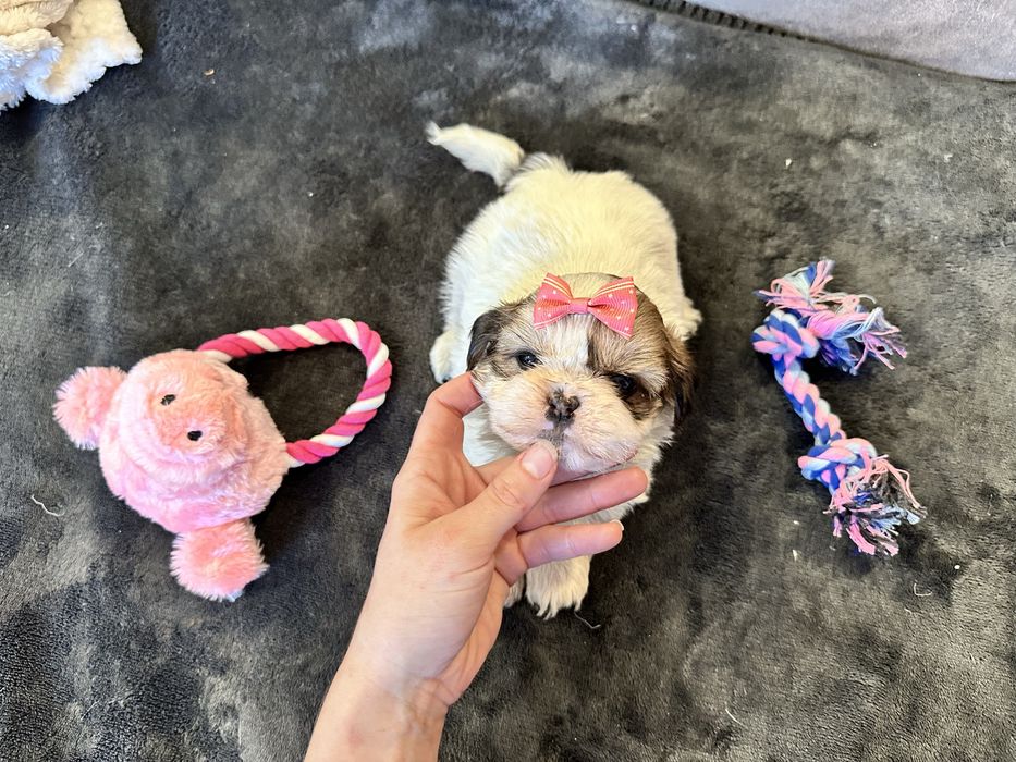 Shihtzu fêmea  Linda
