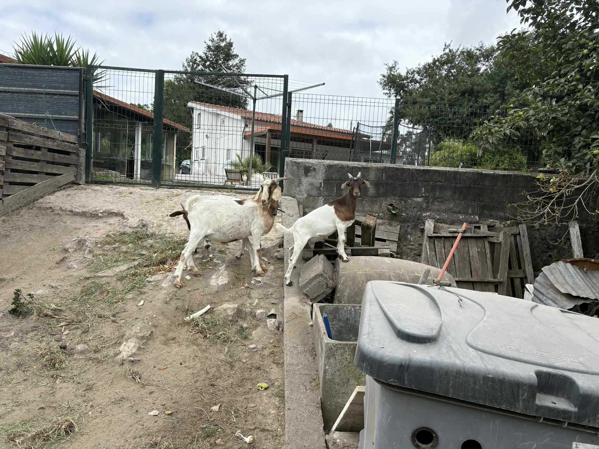 Cabrito Boer Puro