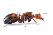 Q+3-6w Camponotus nicobarensis, mrówki do formikarium.