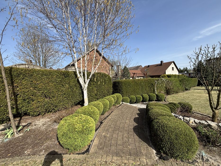 Przycinanie żywopłotów, tuj, krzewów