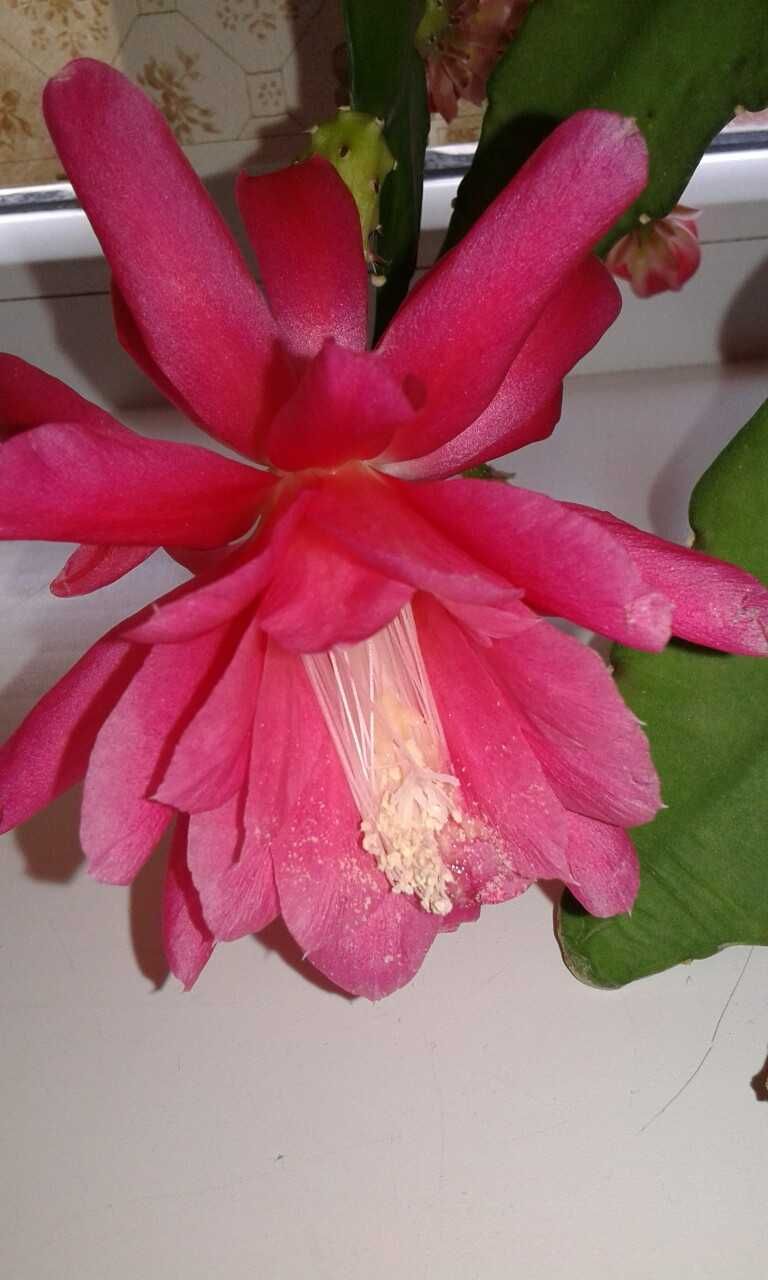 Комнатный цветок эпифилиум розовый