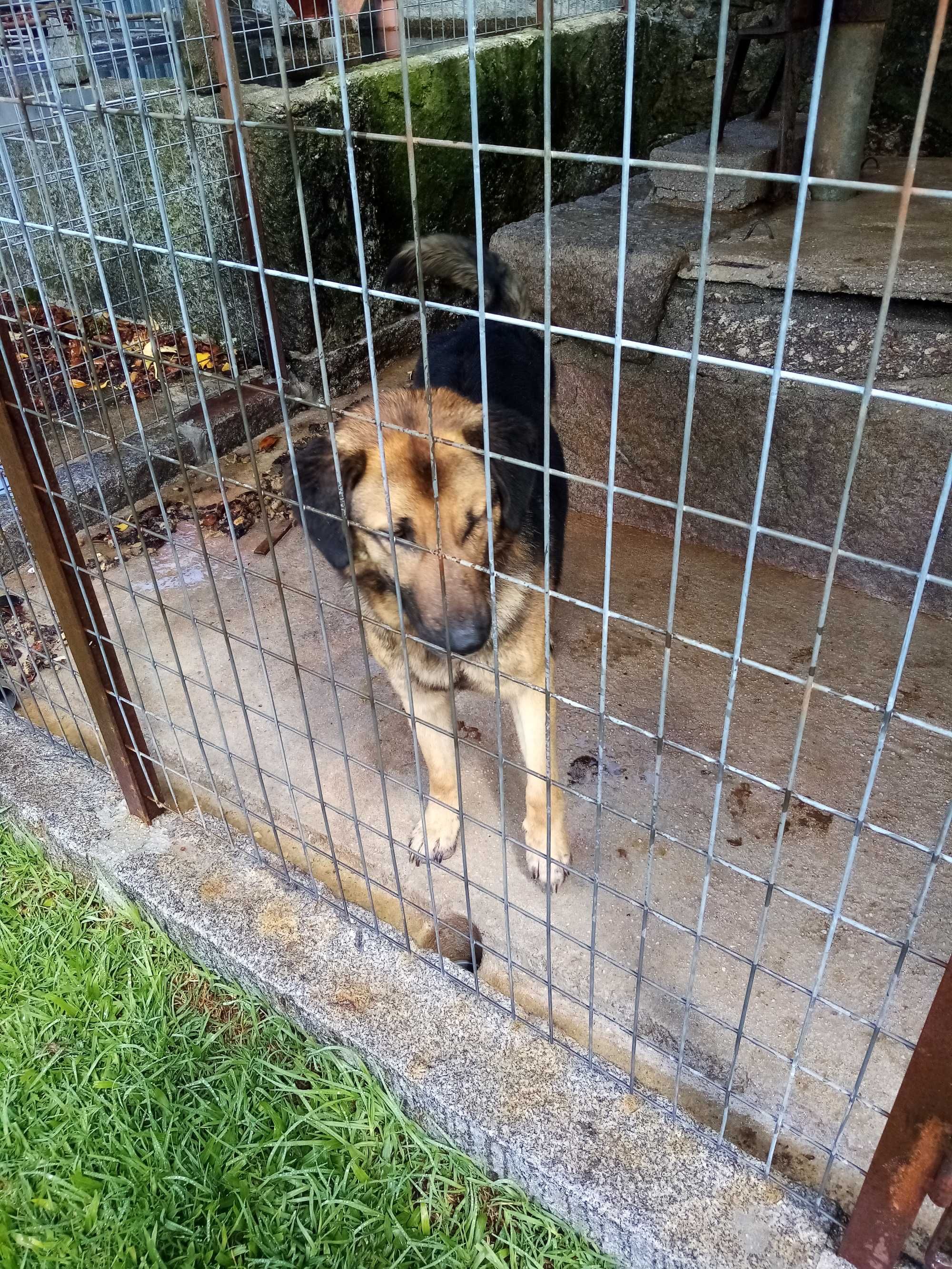 Pastor alemão para adopção