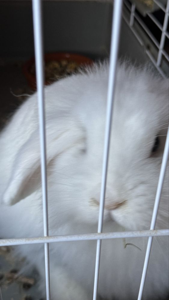 Vendo Coelha anã holandesa com 5 meses, com gaiola NOVA incluida