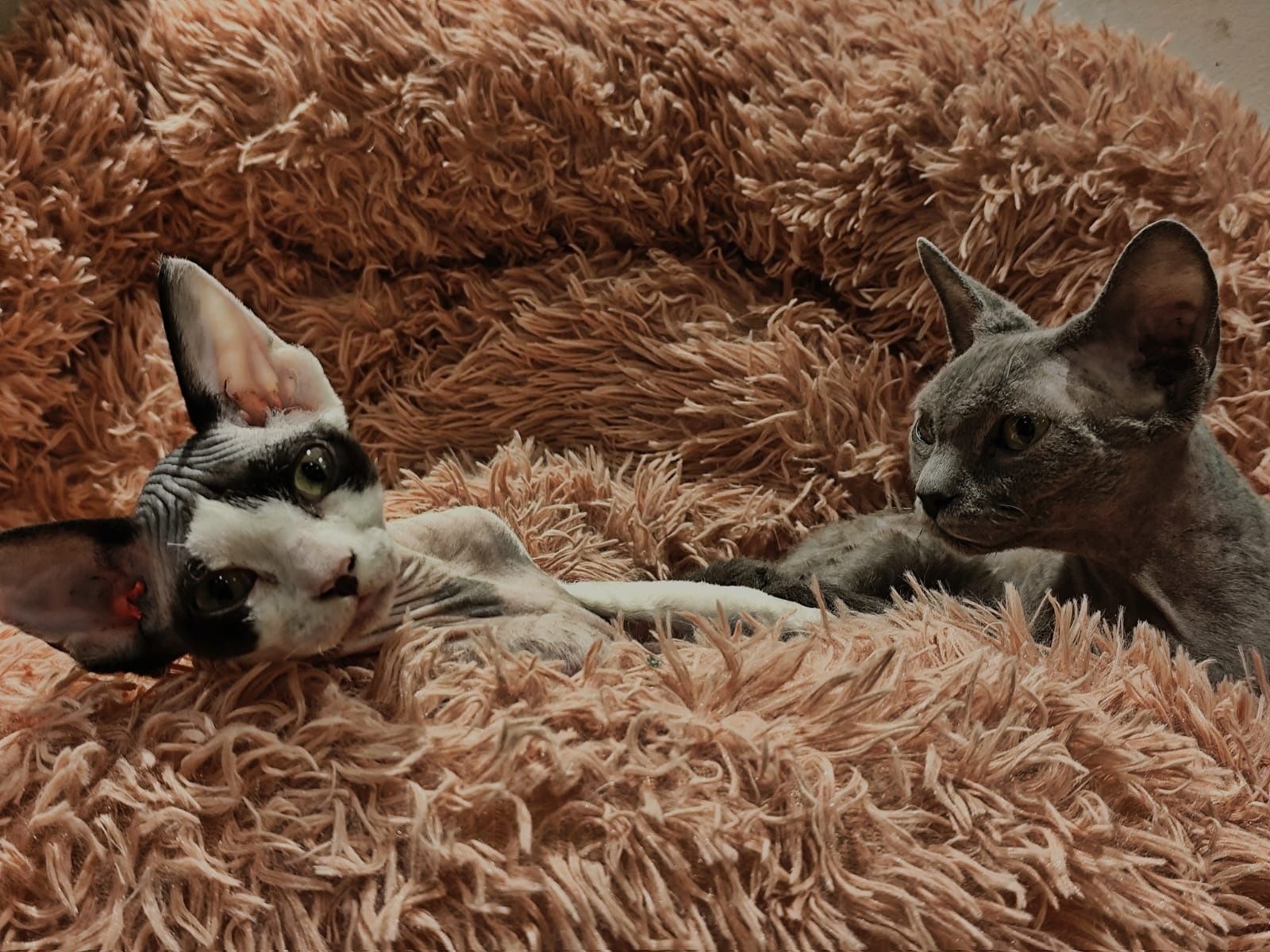 BAJKA - słodziara devon rex
