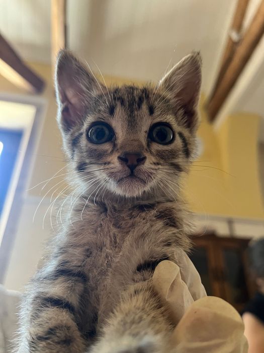 Gatinhos procuram família para a vida