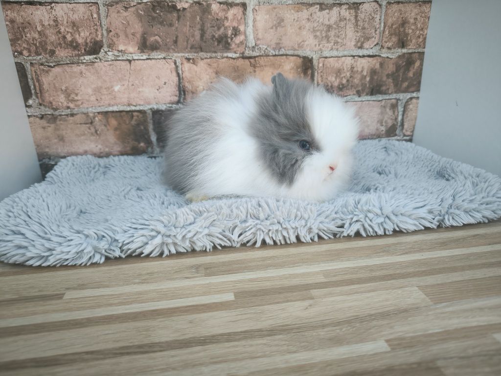 Króliczki karzełki Teddy mini króliczki metryka