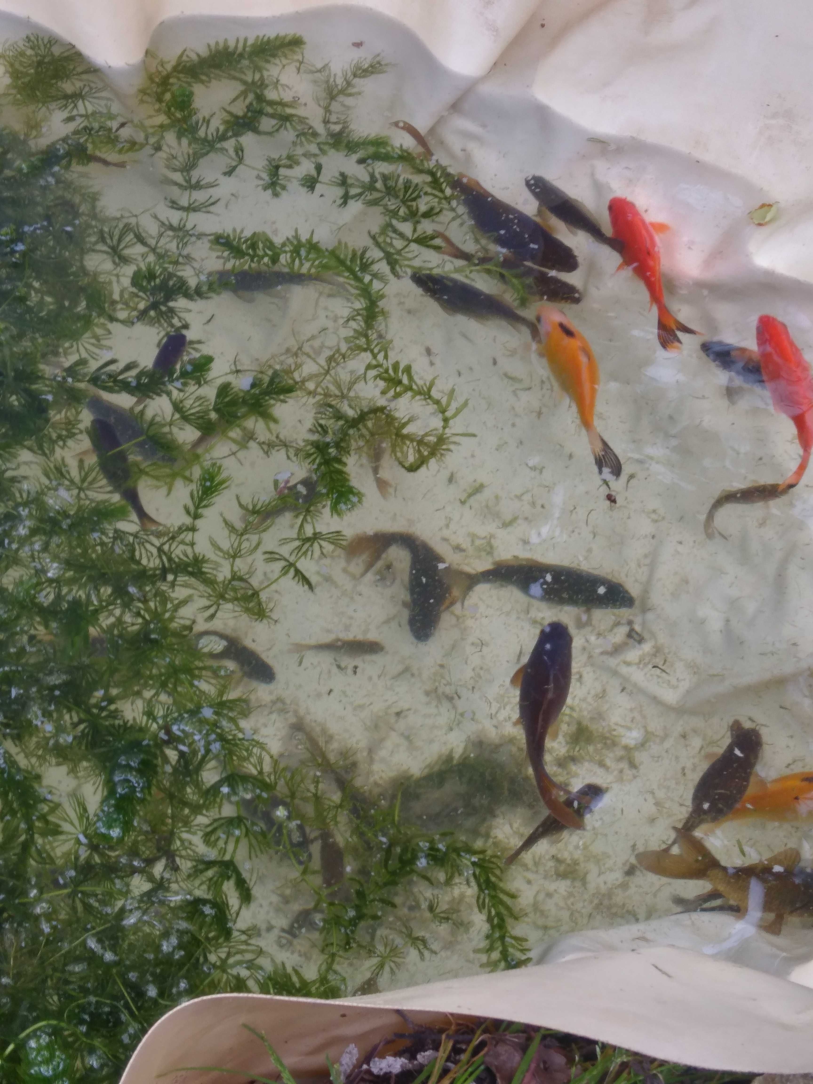 Peixes de aquário ou lago de água fria