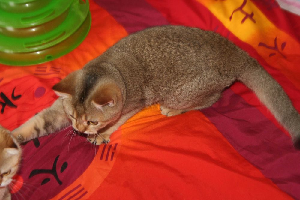 Золотий хлопчик стане вашем улюбленцем