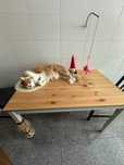 Mesa de cozinha (e gato)